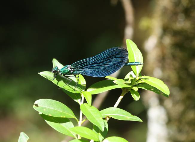 Calopteryx virgo?